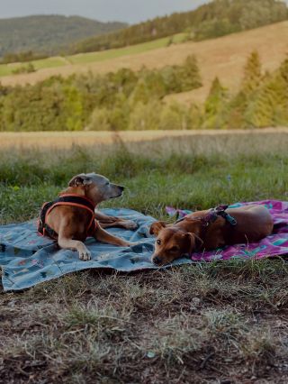 Jen si tak sednout, užívat sluníčko a ponořit se do knížky… 📖☀️. A když mezitím moji čtyřnozí parťáci spokojeně odpočívají...
