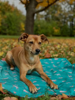 🎄 NASKLADNĚNÍ PŘED VÁNOCI 🎄 Letos trošku jinak – v klidu a postupně. Nebude jedno velké naskladnění, ale až do půlky...